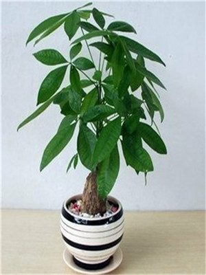 小發(fā)財(cái)樹(shù)-寧波綠植出租