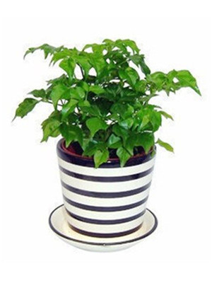 小幸福樹(shù)-寧波植物租賃