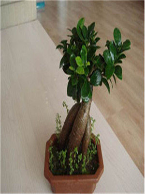 榕樹(shù)-寧波盆景租賃