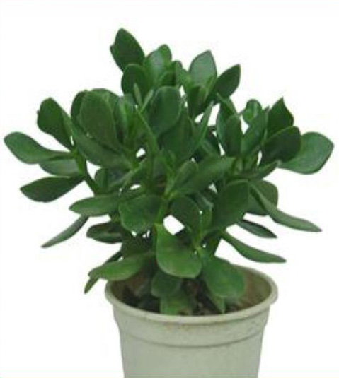 玉樹(shù)-寧波租植物