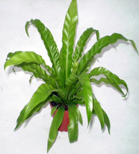 鳥(niǎo)巢-寧波綠植出租