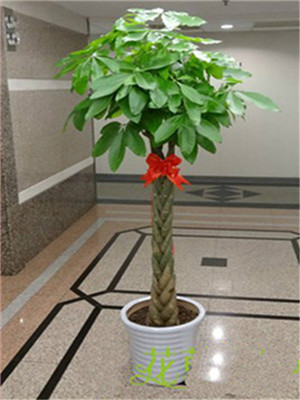 五辮發(fā)財(cái)樹-寧波植物租賃