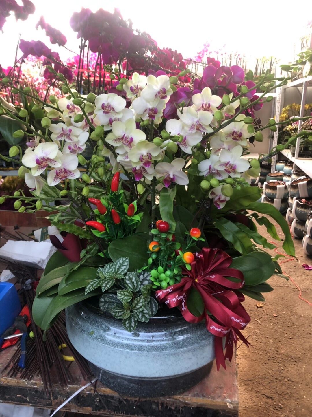 綠植租賃之蝴蝶蘭的養(yǎng)護(hù)方法